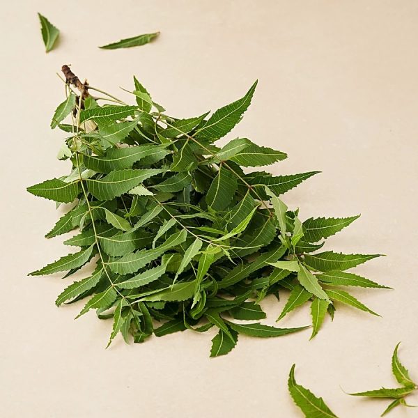 fresh ! Neem Leaves With Flowers, 250gm | Margosa leaves or Indian Lilac leaves| Fresh Azadirachta indica Leaves | for bulk please contact dilwow.com - Image 2