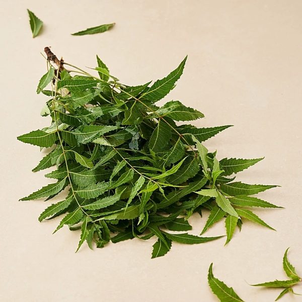 fresh ! Neem Leaves With Flowers, 250gm | Margosa leaves or Indian Lilac leaves| Fresh Azadirachta indica Leaves | for bulk please contact dilwow.com - Image 3