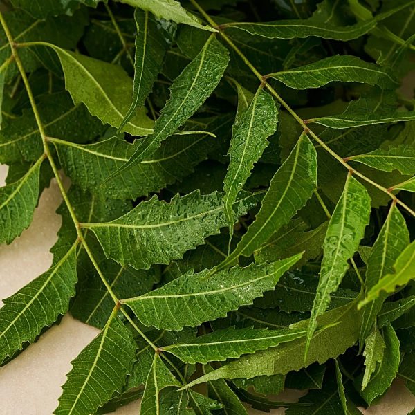 fresh ! Neem Leaves With Flowers, 250gm | Margosa leaves or Indian Lilac leaves| Fresh Azadirachta indica Leaves | for bulk please contact dilwow.com - Image 4