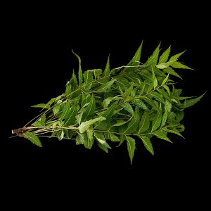 fresh ! Neem Leaves With Flowers, 250gm | Margosa leaves or Indian Lilac leaves| Fresh Azadirachta indica Leaves | for bulk please contact dilwow.com