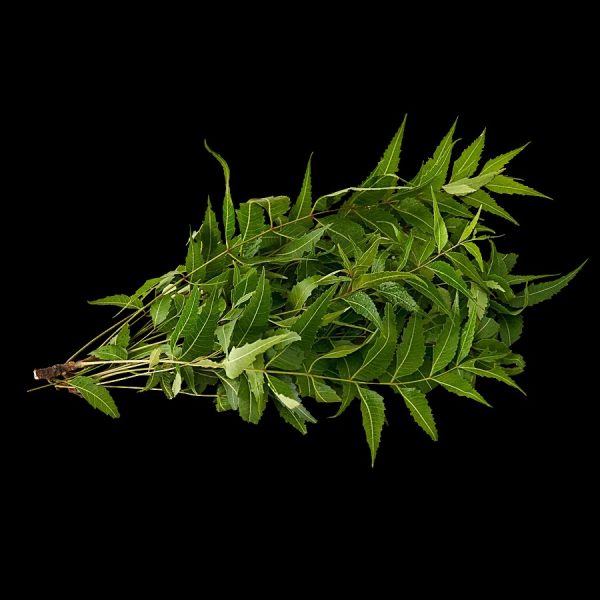 fresh ! Neem Leaves With Flowers, 250gm | Margosa leaves or Indian Lilac leaves| Fresh Azadirachta indica Leaves | for bulk please contact dilwow.com